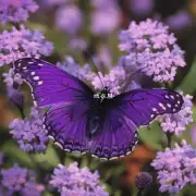 紫色蝴蝶兰代表什么？