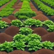 我们应该如何选择合适的肥料种类才能确保我们的吊兰健康成长？