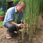 对于那些没有经验的人来说有哪些简单易行的方法可以快速了解并开始养植文竹吗？