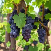 如何种植一个健康的葡萄植物呢？