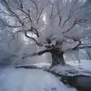 为什么女贞树可以忍受寒冷？
