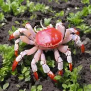 哪些特定的肥料可以有效地促进螃蟹脚花生长的速度和质量？