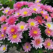哪些菊花可以作为景观植物用于庭院或花园中？它们有什么特点和用途吗？