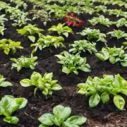 什么样的土壤最适合种植什么盆子栽茶花？