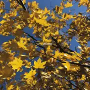 你认为最常见的错误是为什么经常出现叶子变黄的情况发生？