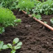 什么是最佳时间进行根系修剪并添加新泥炭混合物来保持土壤湿润度？