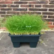 有哪些常见的垂盆草种植方法或技巧吗？