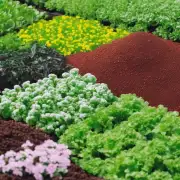 如果要在春季进行追肥的话该如何选择和使用相应的肥料呢？