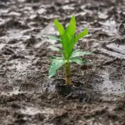 如何防止夏季雨水过多导致根部积水的情况发生？