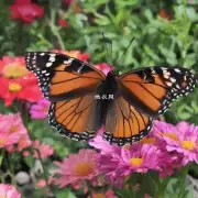 对于想要看到更多花朵的人来说有哪些技巧可以延长蝴蝶兰开放的时间或增加数量？