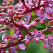 绒花树的花能治疗什么疾病？