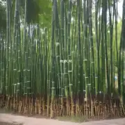 文竹上的肥料有哪些？