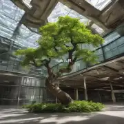 北方榕树为什么不能长期处于室内环境中生长？