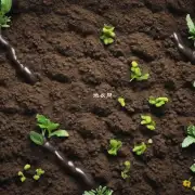有哪些品牌的有机肥料可以用于金佛木种植吗？