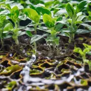 怎样才能使植物从根部吸取更多的水分而不是仅仅依靠浇水的方式进行灌溉？