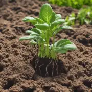除了土壤之外还有哪些其他要素对植物的成长有重要影响？