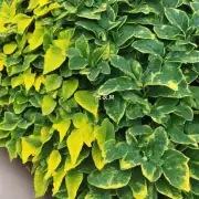 如何识别和治疗疾病引起的植物症状例如叶子枯黄？