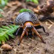 哪些是无脊椎动物如昆虫蜗牛等和哪些是有节肢动物如蜘蛛蜈蚣等？
