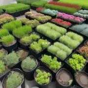 如何区分不同种类的垂盆草和其他类似的植物呢？