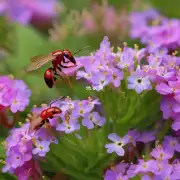 养花如何防止蚂蚁？