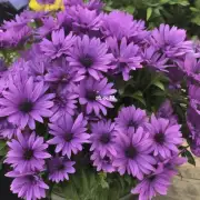 为什么一些紫色花朵会比其他颜色更受欢迎？