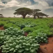 非洲堇是一种多肉植物还是一种草本植物？为什么这种区别如此重要？