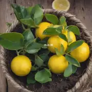 有哪些植物肥料可以提高盆栽柠檬的质量和产量？