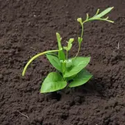 哪些肥料可以提供营养物质来支持吊兰植物生长？