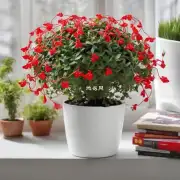 一串红是否适合室内种植？