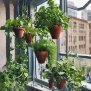 哪些是适合放在窗台上或阳台上的盆栽植物？