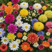 有哪些常见的家庭种植花卉品种推荐呢？
