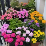 有哪些常见的花卉品种可以在阳台上种植并取得成功？