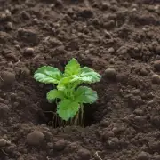 什么是最适合盆栽植物生长和发育的最佳土壤类型或配方？