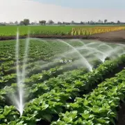 如何正确地给散尾葵浇水并在不同季节里调整灌溉频率与量度数？