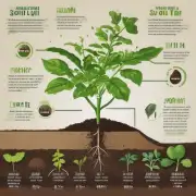 如何选择最适合我们的植物的新土壤类型？