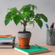 在办公桌上放一盆小型室内观叶植物会更好吗？如果放置的话应该注意什么事项呢？