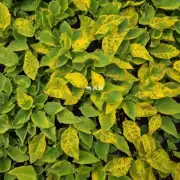 最后如果发现某株植物出现了病害迹象如黄叶应该如何处理以避免进一步恶化情况？