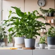 哪些方法可以使室内植物长时间保持鲜艳的颜色和健康状态？