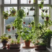 室内窗台可以养哪些植物？