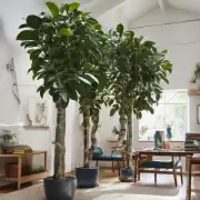 如何在室内种植橡皮树植物并使其开花结果呢？