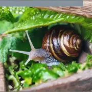 如何防止蜗牛进入我的花园或室内盆栽中？