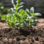 什么是最佳土壤类型以及如何为我的植物提供营养物质来保证它们茁壮成长？