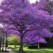 在春季和夏季生长季节中应该每周给紫藤花树浇水一次吗？