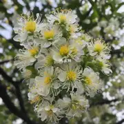 幸福树花可以用于哪些用途呢？