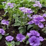如何给紫荆花浇水以确保它的健康生长呢？它是否喜欢湿润土壤还是干燥土壤？
