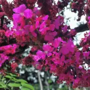 绒花树开花时有哪些特点和特征？
