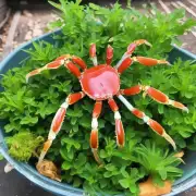 在种植螃蟹脚花生长过程中我们通常使用哪些类型的肥料呢？