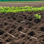 当改变植物所处的位置时应该如何考虑合适的土壤条件以确保成功地完成迁移过程？