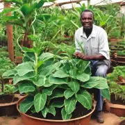 对于那些想要在家中种植大型非洲堇植株的人来说他们应该如何选择合适的工具及设备才能最大程度地促进其快速而稳健的发展过程？