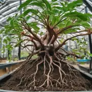 如何管理植物根系以促进生长？
